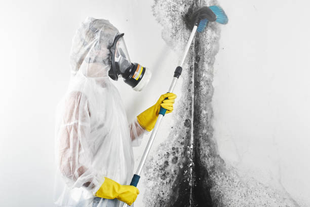 Best Black Mold Removal  in Live Oak, FL