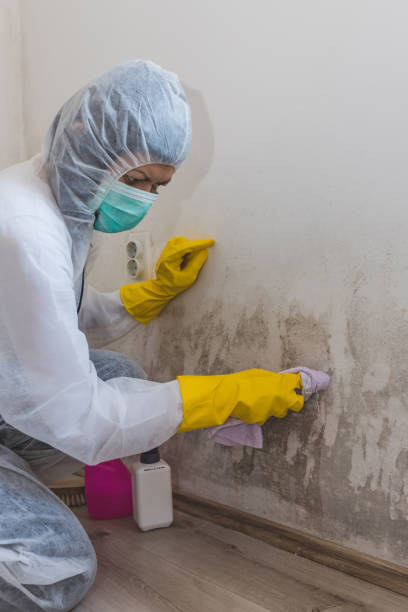 Best Asbestos and Lead Testing During Mold Inspection  in Live Oak, FL
